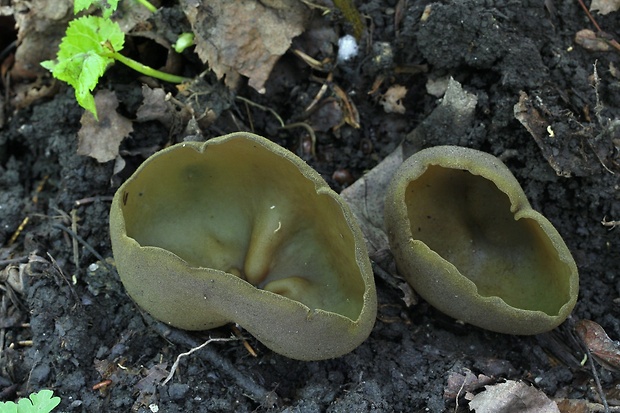 čiaška podvojná Phylloscypha phyllogena (Cooke) Van Vooren