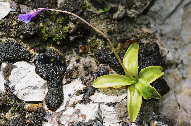 tučnica obyčajná Pinguicula vulgaris L.