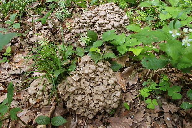 trúdnik klobúčkatý Polyporus umbellatus (Pers.) Fr.