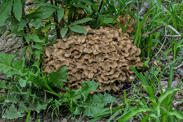 trúdnik klobúčkatý Polyporus umbellatus (Pers.) Fr.