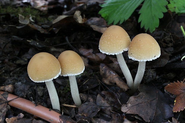 drobuľka Psathyrella sp.