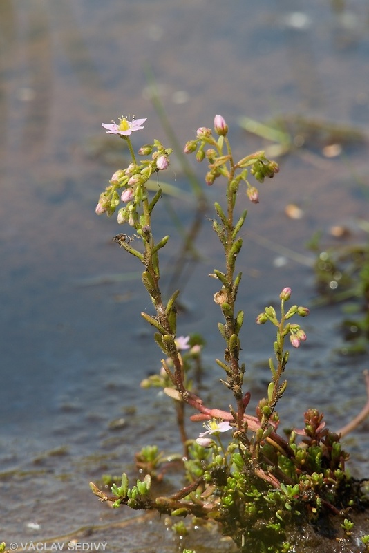 rozchodník huňatý Sedum villosum L.