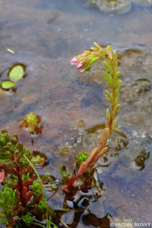 rozchodník huňatý Sedum villosum L.