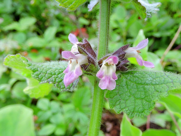 čistec alpínsky Stachys alpina L.