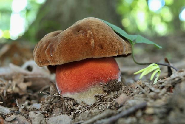 hríb zrnitohlúbikový Sutorius luridiformis (Rostk.) G. Wu & Zhu L. Yang