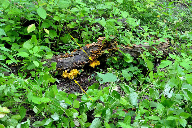 rôsolovka - biotop Tremella aurantia Schwein.