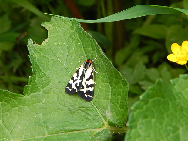 spriadač skorocelový     Parasemia plantaginis