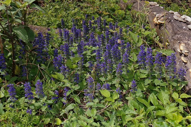 zbehovec plazivý Ajuga reptans L.