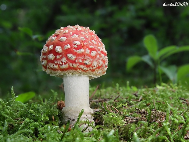 muchotrávka červená Amanita muscaria (L.) Lam.