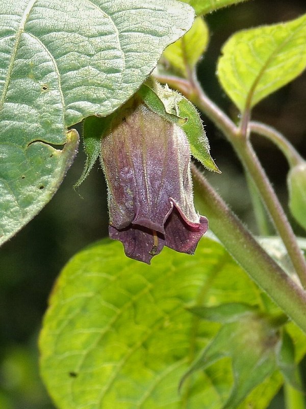 ľuľkovec zlomocný Atropa bella-donna L.