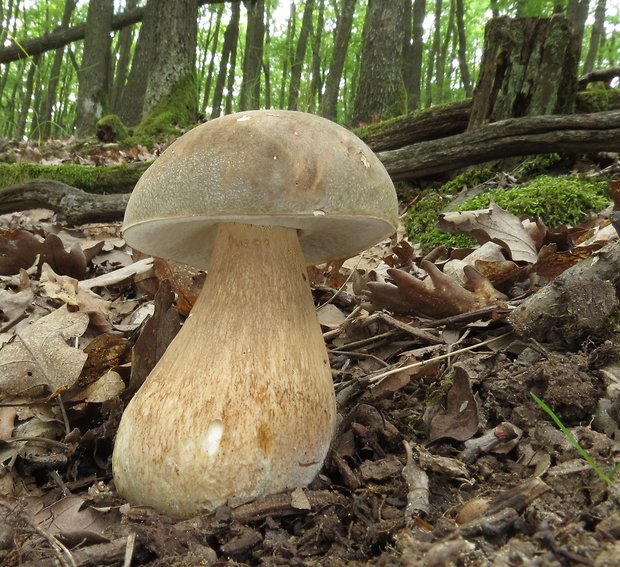 hríb bronzový Boletus aereus Bull. ex Fr.