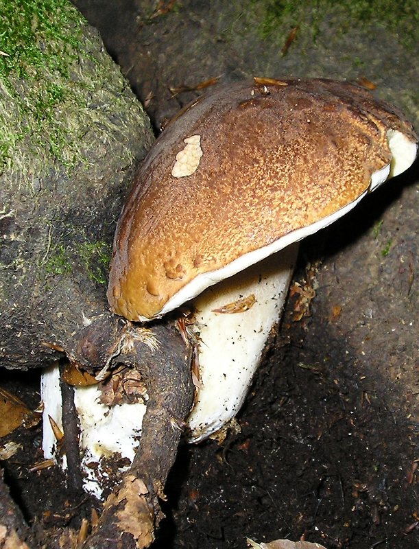 hríb smrekový Boletus edulis Bull.