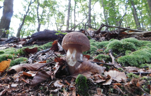 hríb smrekový Boletus edulis Bull.