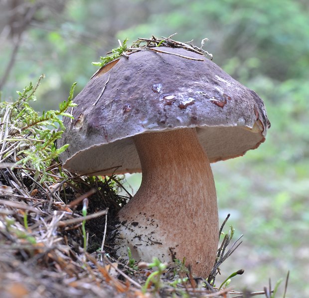 hríb sosnový Boletus pinophilus Pil. et Dermek in Pil.