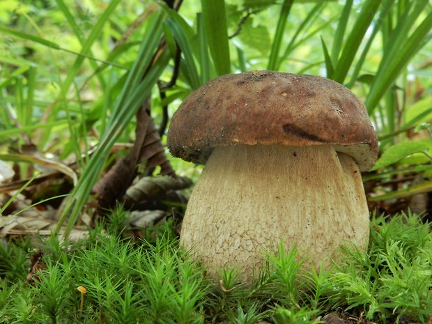 hríb dubový Boletus reticulatus Schaeff.