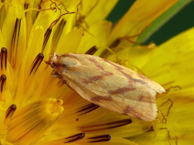 obaľovač palinový (sk) / obaleč pelyňkový (cz) Clepsis pallidana Fabricius, 1776