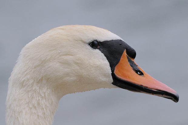 labuť hrbozobá Cygnus olor