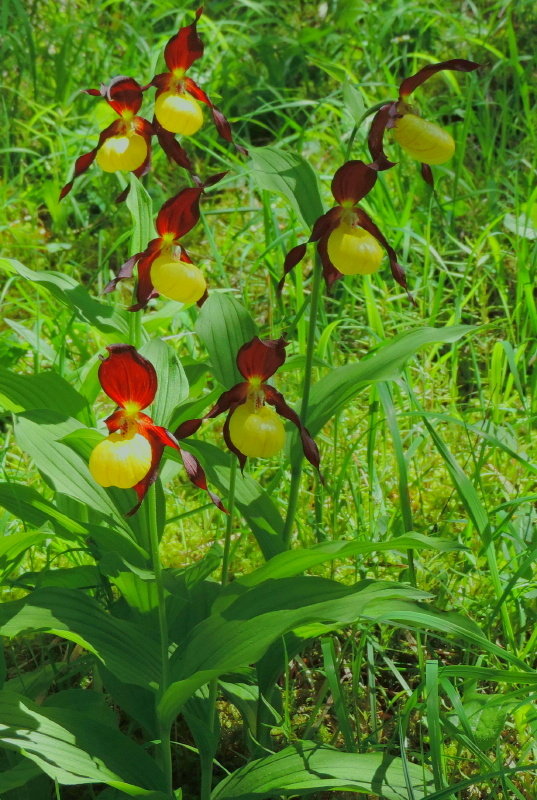 črievičník papučkový Cypripedium calceolus L.