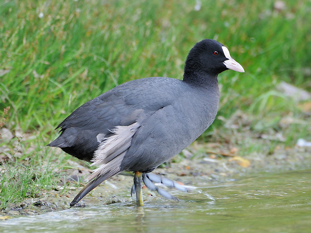 lyska čierna Fulica atra