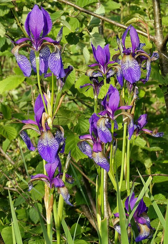 kosatec sibírsky Iris sibirica L.