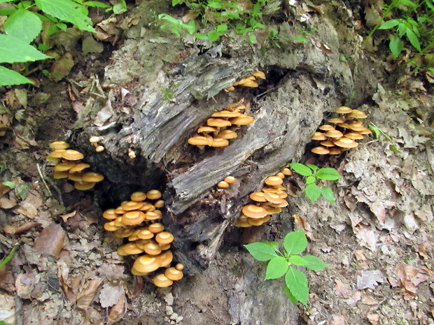 šupinačka menlivá - biotop Kuehneromyces mutabilis (Schaeff.) Singer & A.H. Sm.