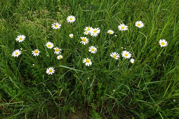 margaréta biela Leucanthemum vulgare Lam.