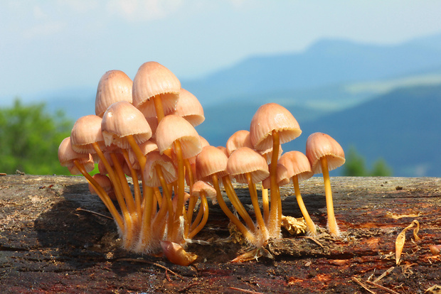 prilbička žltohlúbiková Mycena renati Quél.