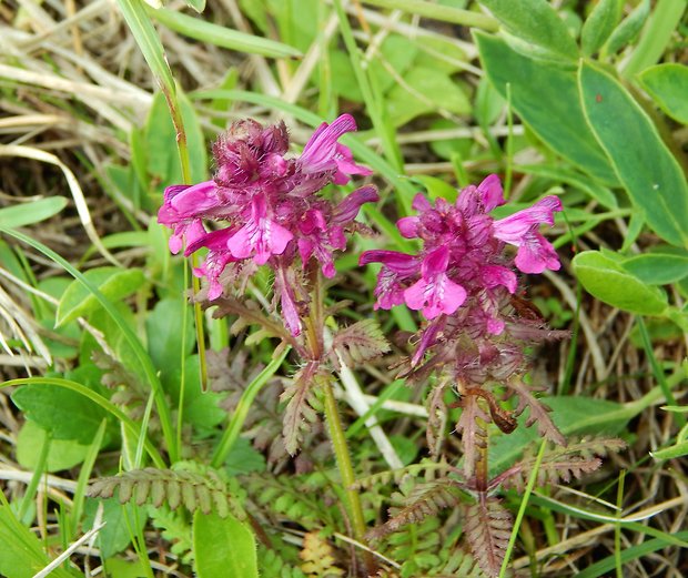 všivec praslenatý  Pedicularis verticillata L.