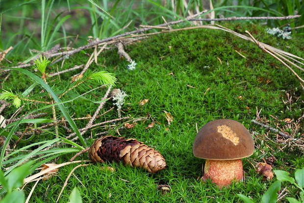 hríb zrnitohlúbikový Sutorius luridiformis (Rostk.) G. Wu & Zhu L. Yang