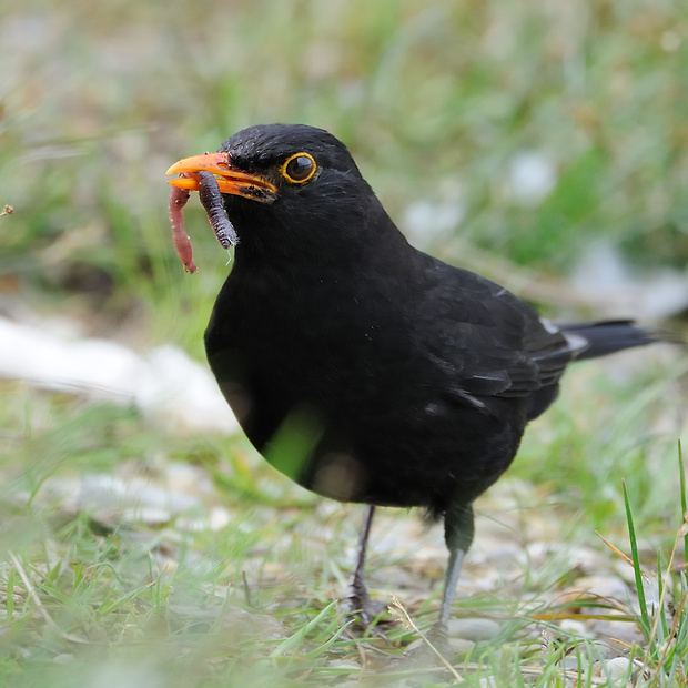 drozd čierny Turdus merula