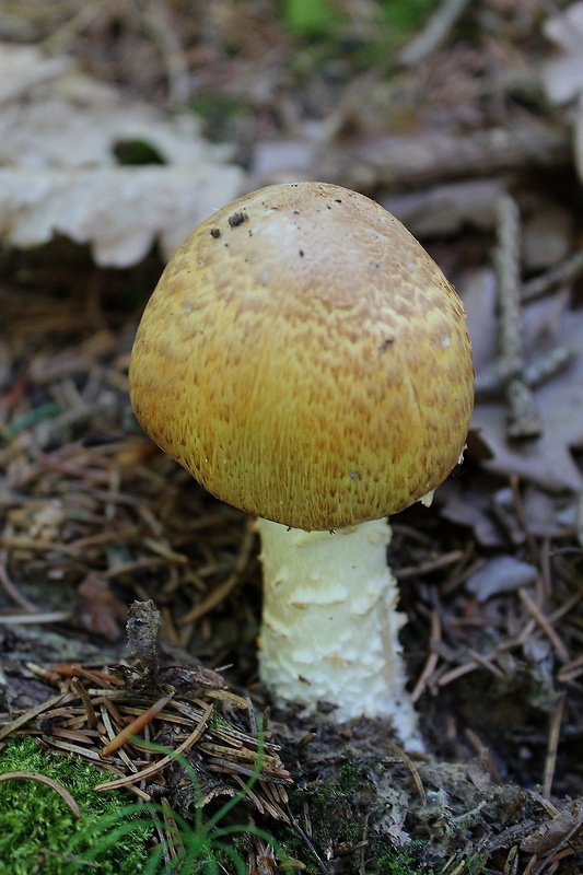 pečiarka obrovská Agaricus augustus Fr.