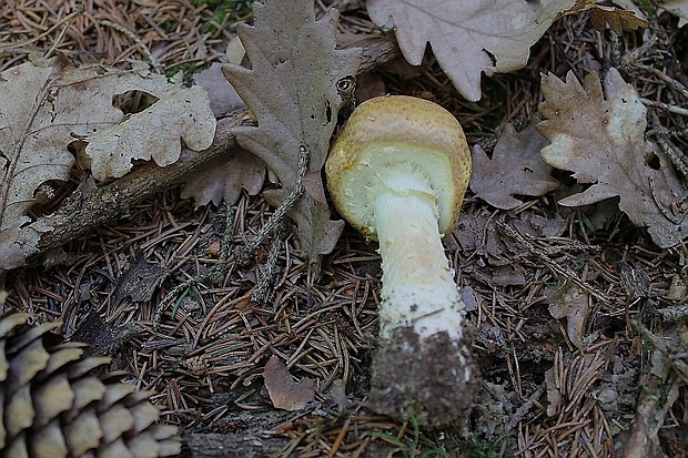 pečiarka obrovská Agaricus augustus Fr.