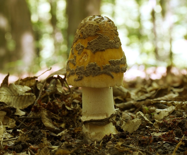 muchotrávka chrastavá Amanita ceciliae (Berk. & Broome) Bas