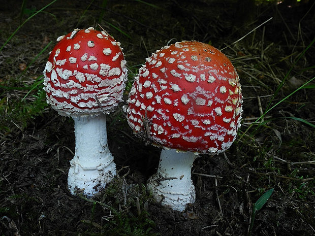 muchotrávka červená Amanita muscaria (L.) Lam.