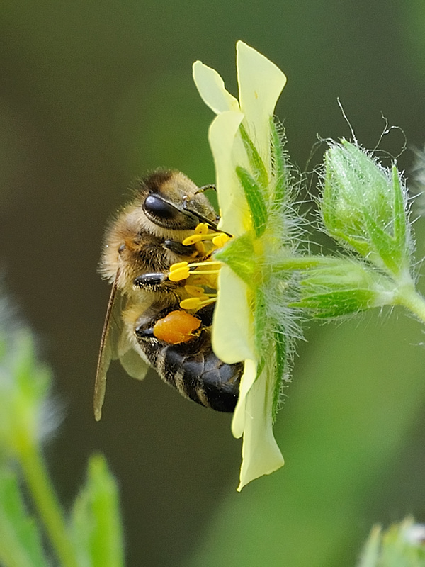 včela medonosná  Apis mellifera