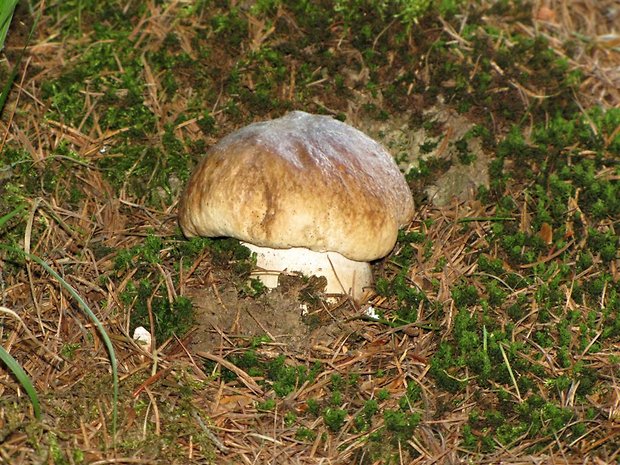 hríb smrekový Boletus edulis Bull.