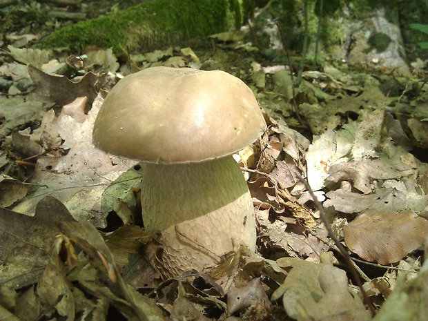 hríb dubový Boletus reticulatus Schaeff.