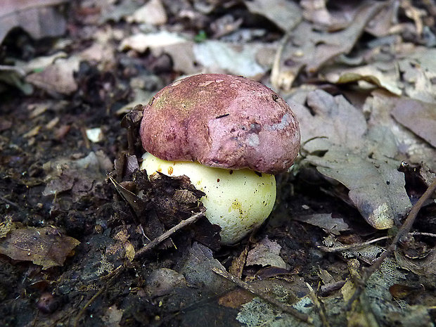 hríb kráľovský Butyriboletus regius (Krombh.) D. Arora & J.L. Frank