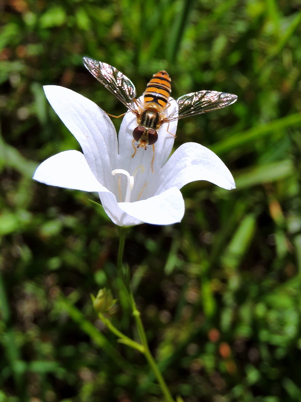 pestrica pruhovaná  Episyrphus balteatus