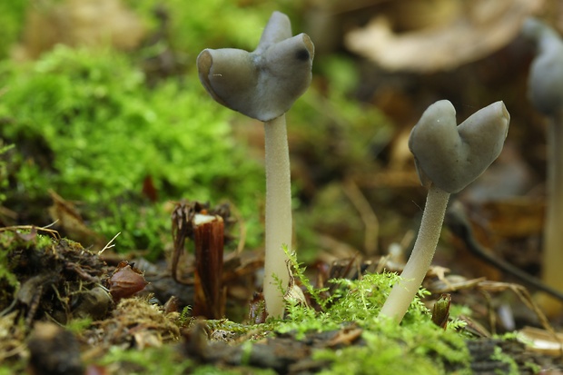 chriapač čierny Helvella atra J. König