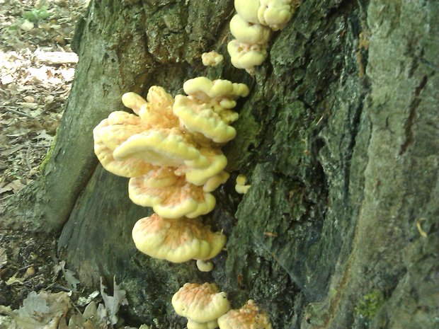 sírovec obyčajný Laetiporus sulphureus (Bull.) Murrill