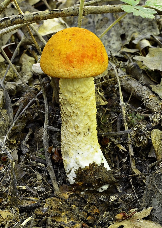 kozák osikový Leccinum albostipitatum den Bakker & Noordel.