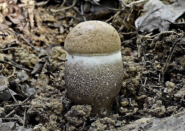 kozák topoľový f.robustná Leccinum duriusculum f. robustum Lannoy & Estadès