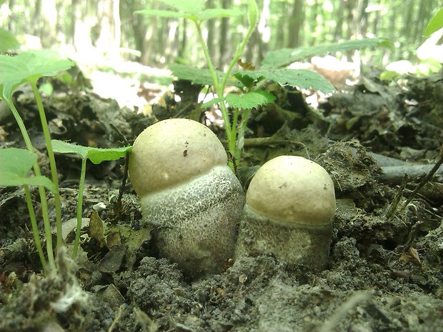 kozák topoľový Leccinum duriusculum (Schulzer ex Kalchbr.) Singer