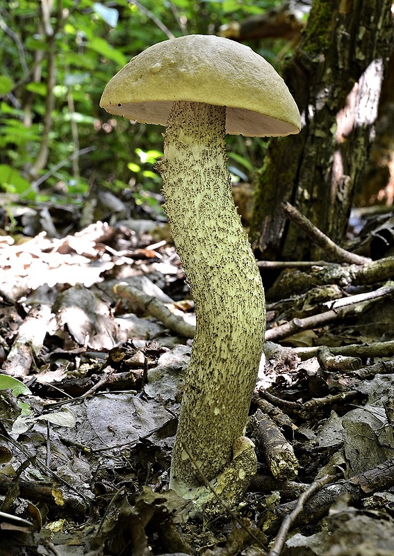 kozák topoľový Leccinum duriusculum (Schulzer ex Kalchbr.) Singer