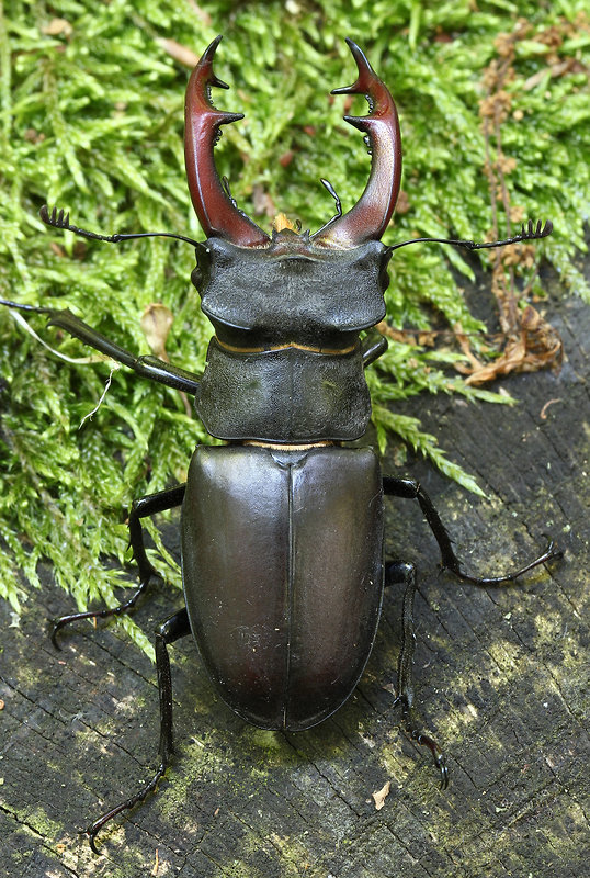 roháč obyčajný Lucanus cervus