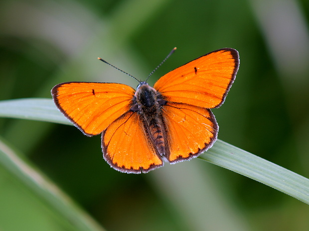 ohniváčik veľký Lycaena dispar