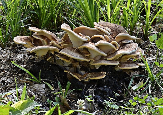 vejárovec obrovský Meripilus giganteus (Pers.) P. Karst.