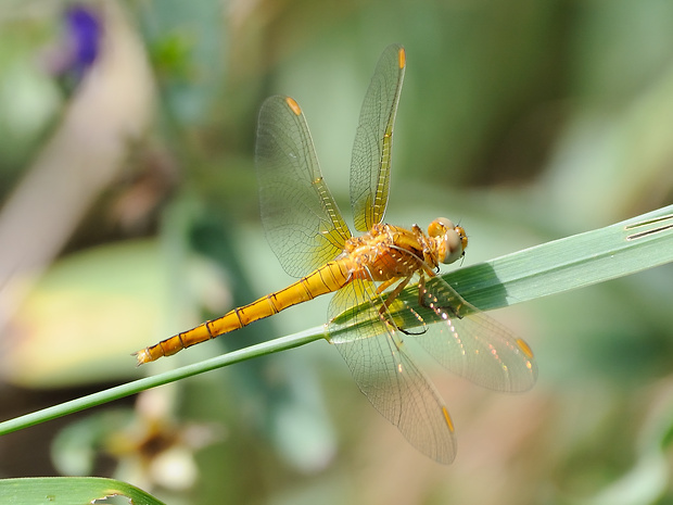 vážka Orthetrum coerulescens