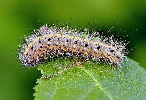 spriadač štiavcový Phragmatobia fuliginosa